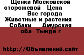 Щенки Московской сторожевой › Цена ­ 35 000 - Все города Животные и растения » Собаки   . Амурская обл.,Тында г.